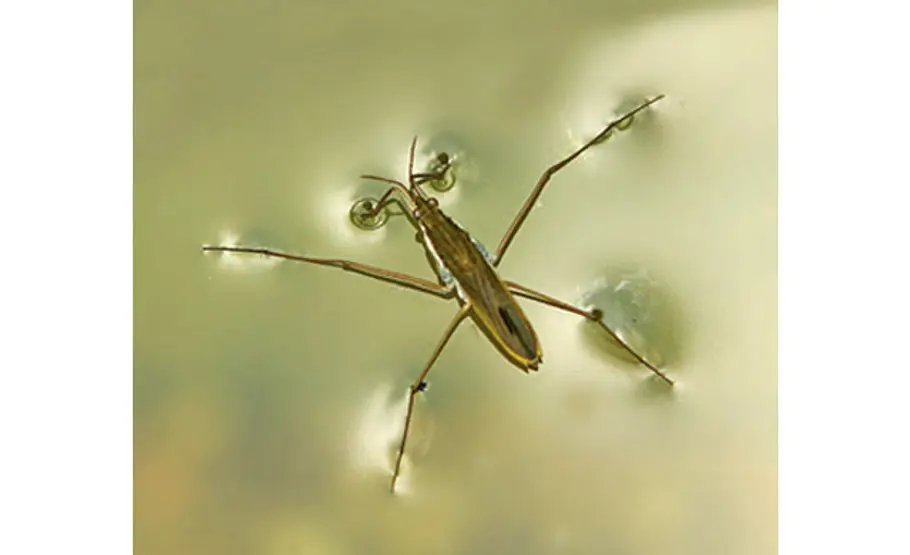 Lebensraum Teich: Wasserläufer Wasserläufer