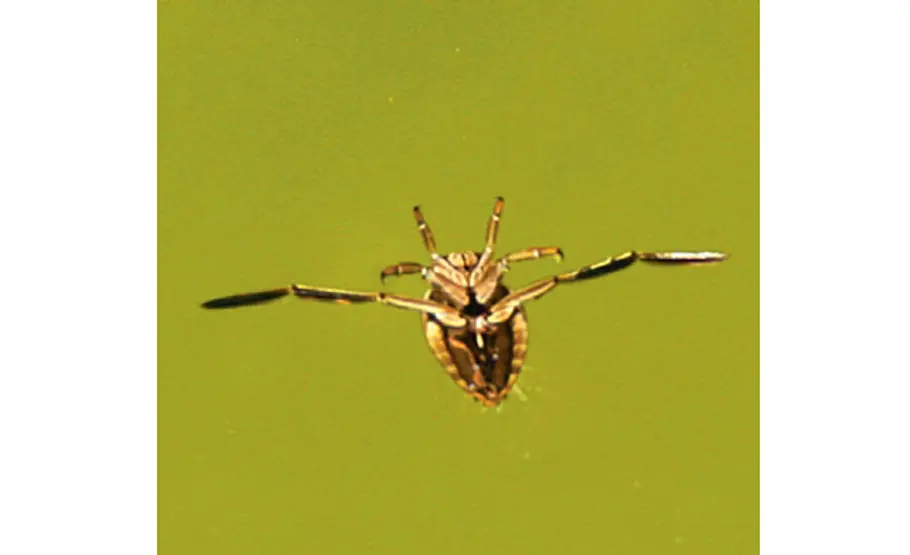 Lebensraum Teich: Rückenschwimmer Rückenschwimmer