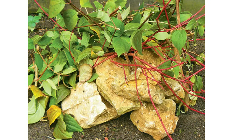 Tierverstecke am Teich: Steinhaufen Steinhaufen