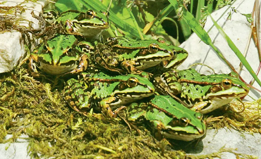 Sonnenbad: Teichfrosch