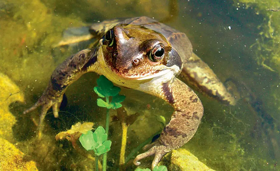 Lebensraum Teich: Grasfrösche Grasfrosch