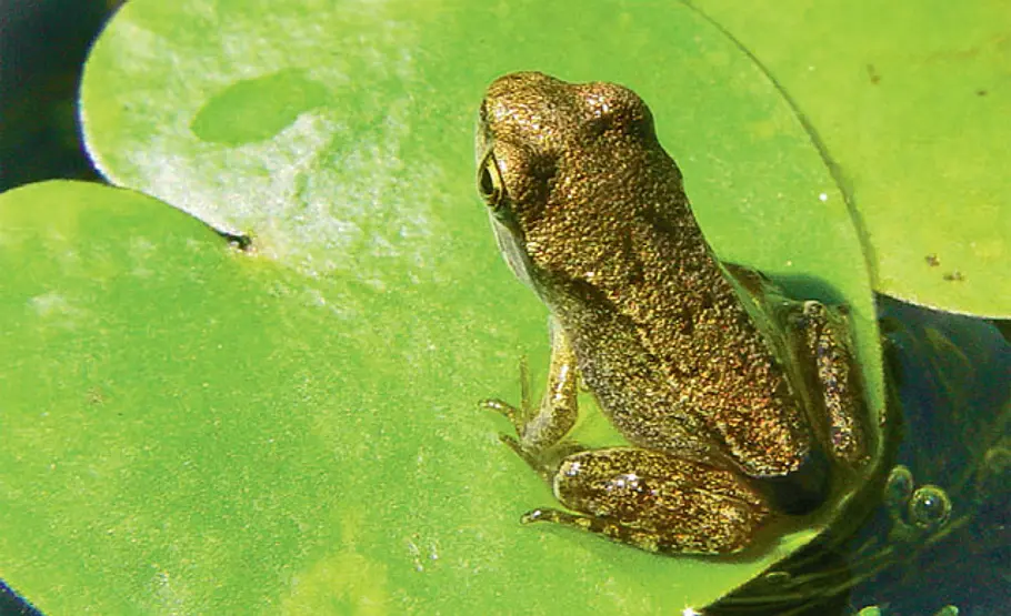 Lebensraum Teich: Grasfrösche Grasfrösche