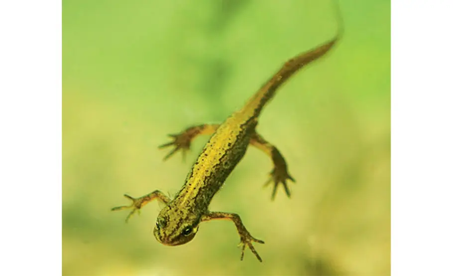 Lebensraum Teich: Teichmolche Teichmolch