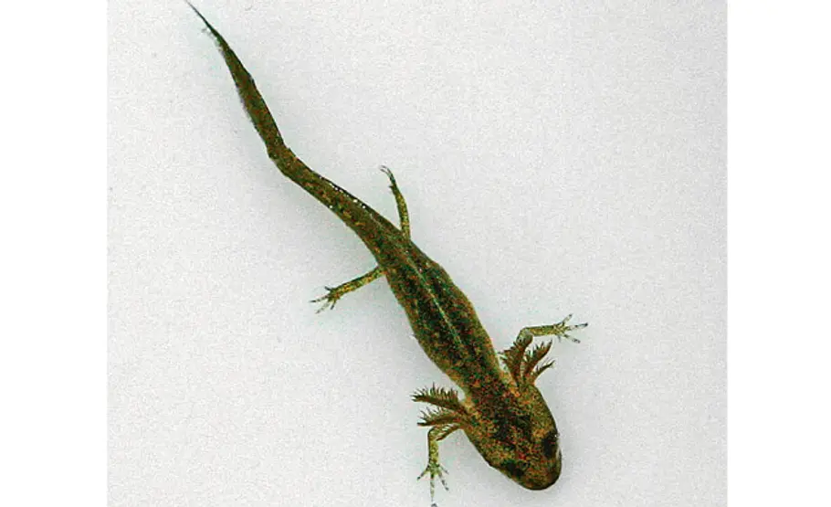 Lebensraum Teich: Molchlarven Molchlarve