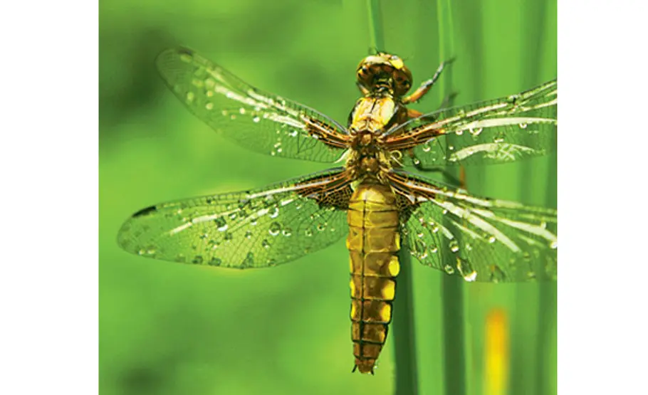 Lebensraum Teich: Libellen Libelle