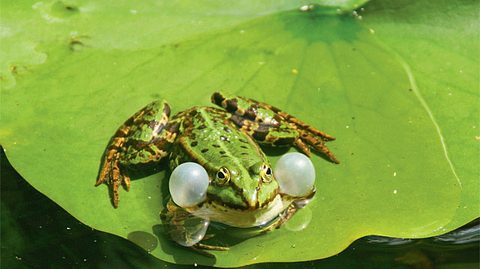 Tiere im Teich - Foto: sidm / Archiv