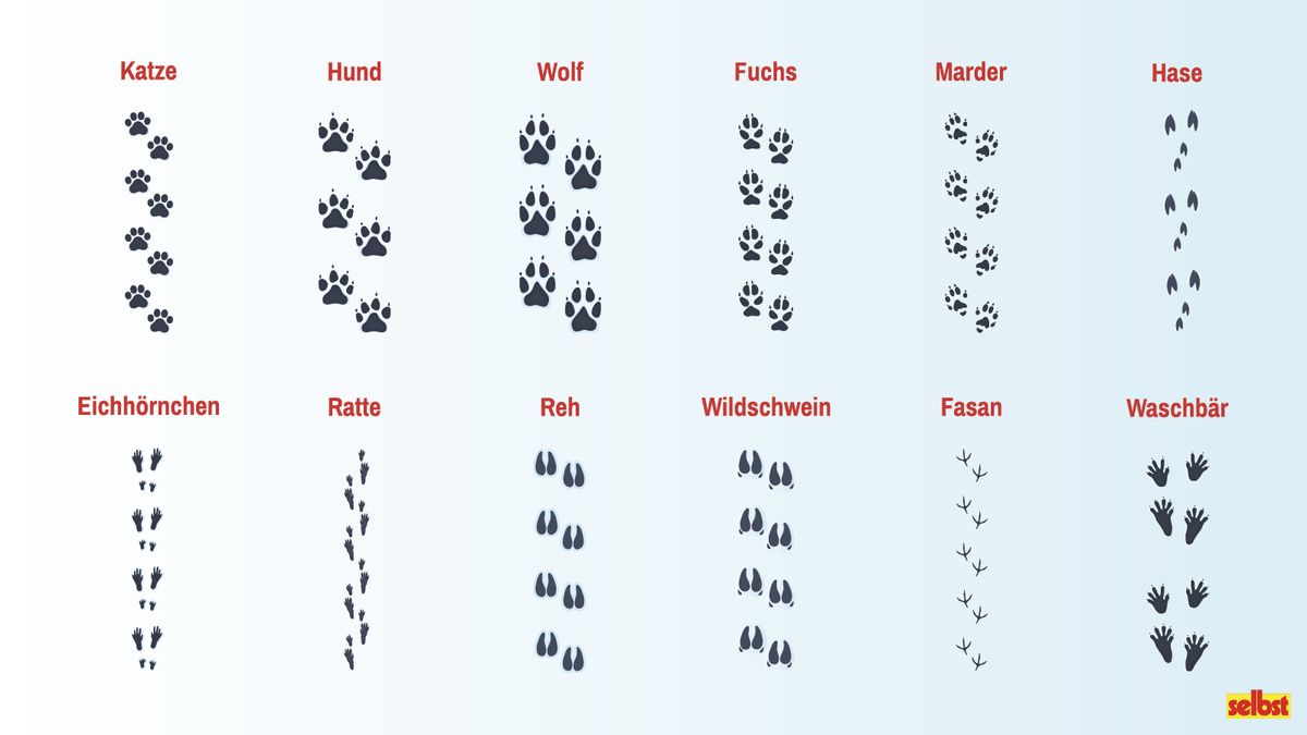 Bilder von 12 Tierspuren im Schnee