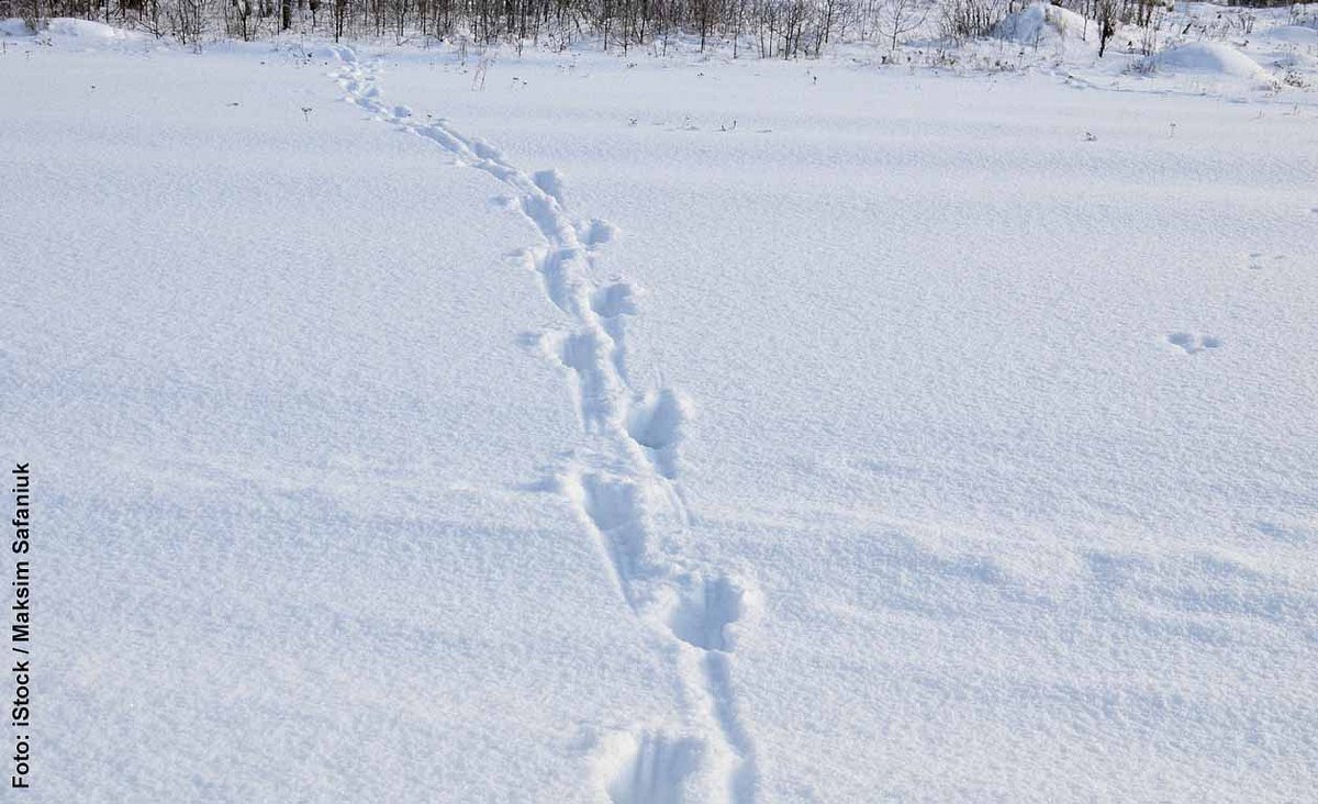 Tierspuren im Schnee