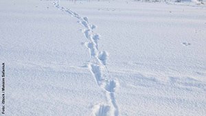 Tierspuren im Schnee - Foto: iStock / Maksim Safaniuk