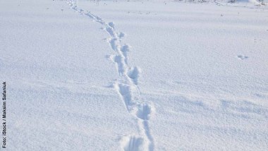 Tierspuren im Schnee - Foto: iStock / Maksim Safaniuk