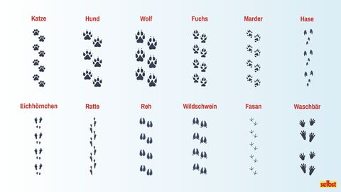 Bilder von 12 Tierspuren im Schnee - Foto: Selbst.de (Dominica Zaborowski)