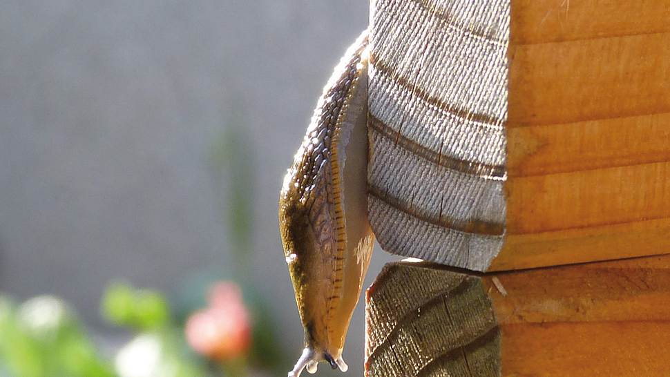 Schneckenbekämpfung - Foto: sidm / KEH