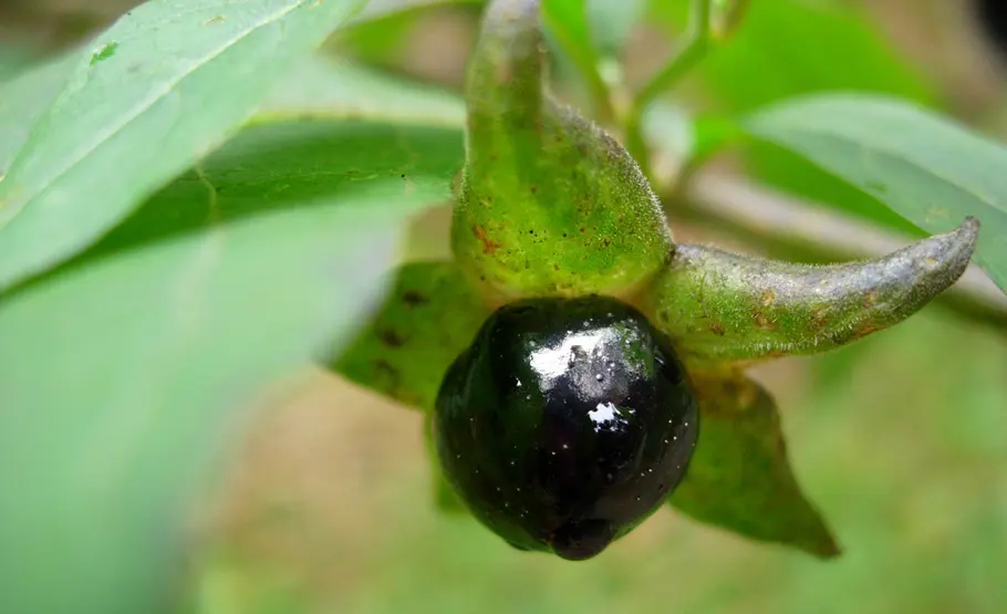 Beeren der Tollkirsche Beeren an Giftpflanzen