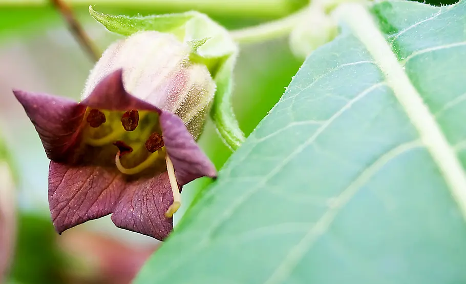Giftpflanze: Tollkirsche Blüte der Giftpflanze