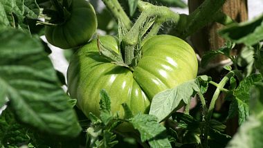 Tomaten anpflanzen - Foto: w.r.wagner  / pixelio.de