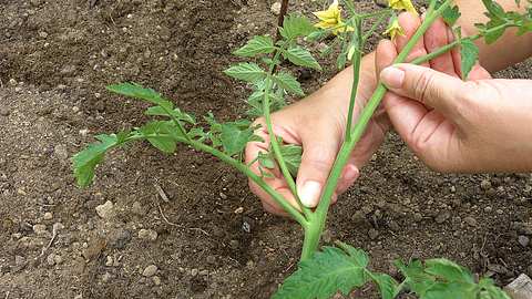 Welche Triebe muss man bei Tomaten abschneiden? - Foto: sidm / MMM