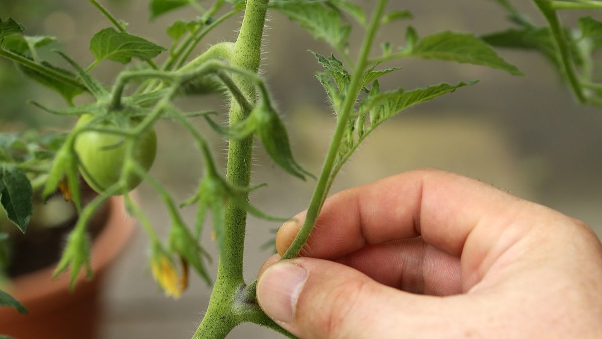 Tomaten ausgeizen