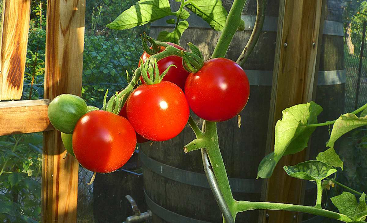 Tomaten ernten Sie immer dann, wenn sie schön rot sind.