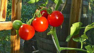 Tomaten ernten Sie immer dann, wenn sie schön rot sind. - Foto: sidm / GB, MMM
