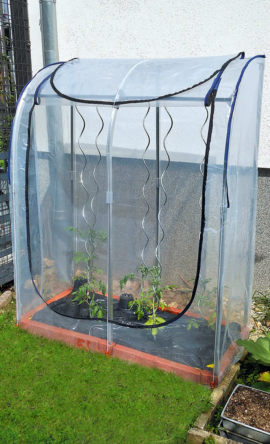 In diesem Zelt reifen Tomaten regengeschützt Tomatenhaus