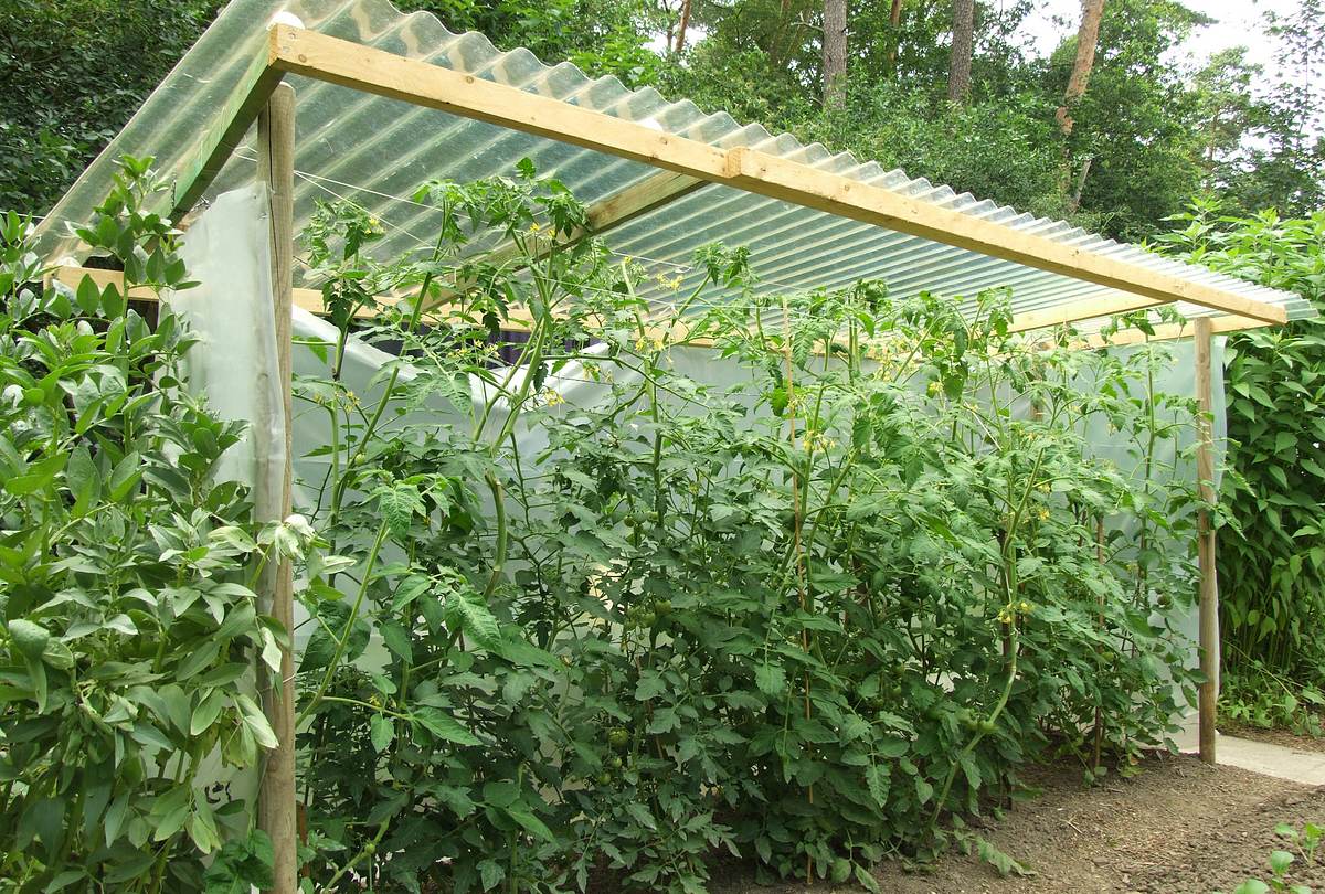 Tomaten selber ziehen im Tomatenhaus