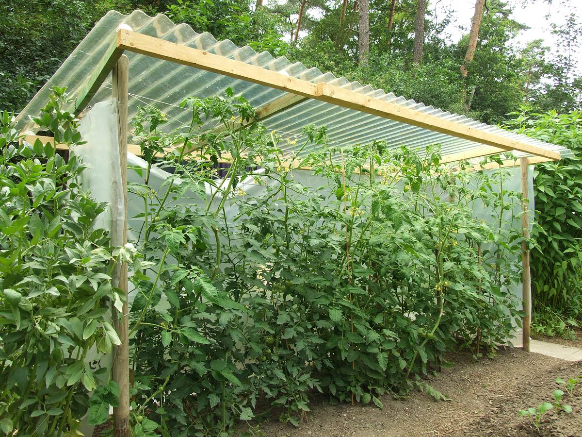 Tomaten selber ziehen im Tomatenhaus