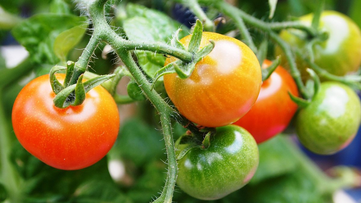 Tomatenpfanze