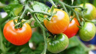 Tomatenpfanze - Foto: Riala / Pixabay