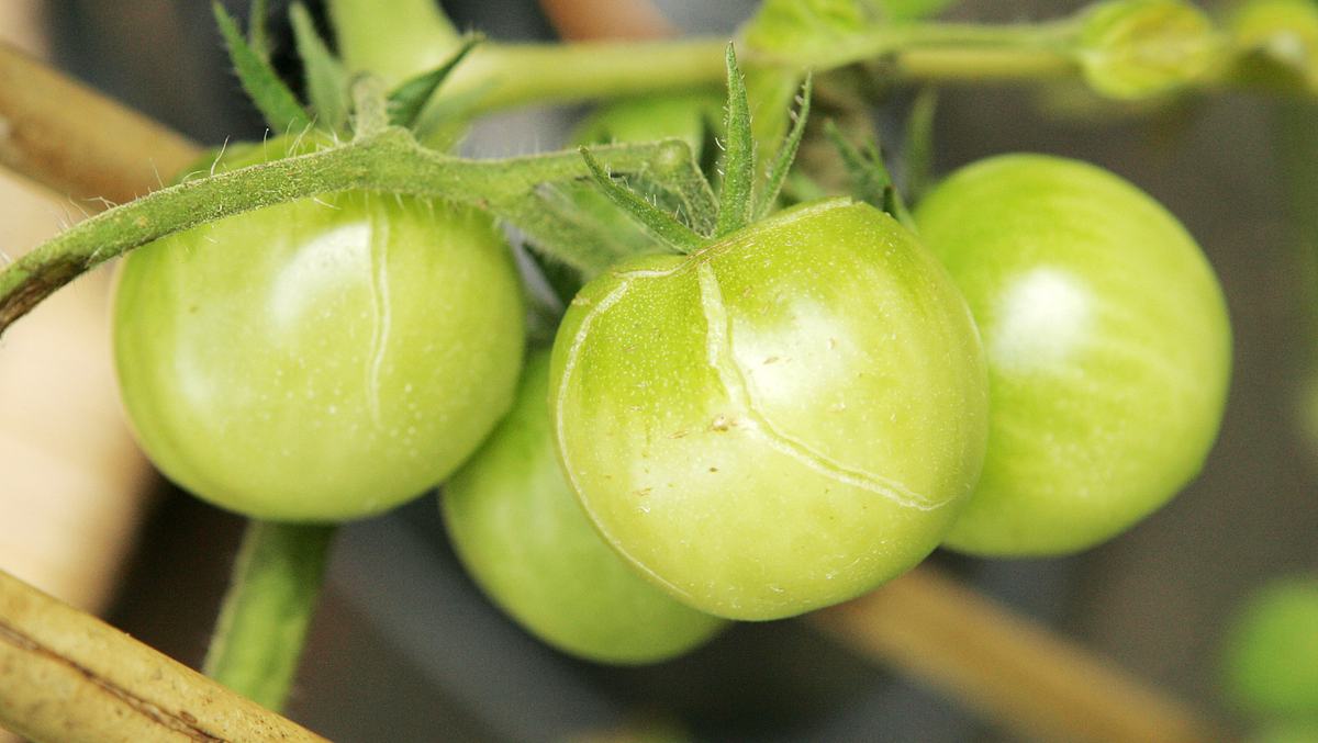 Tomaten selber ziehen