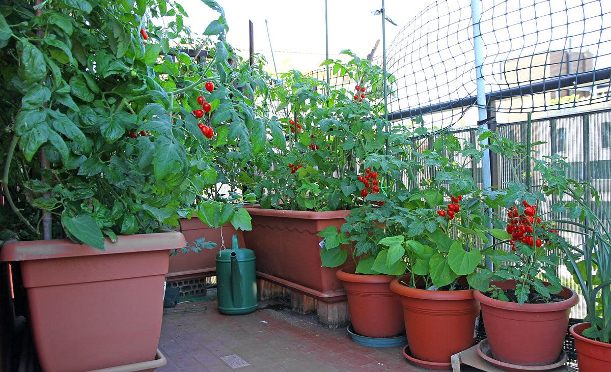 Tomatensorten für den Kübel