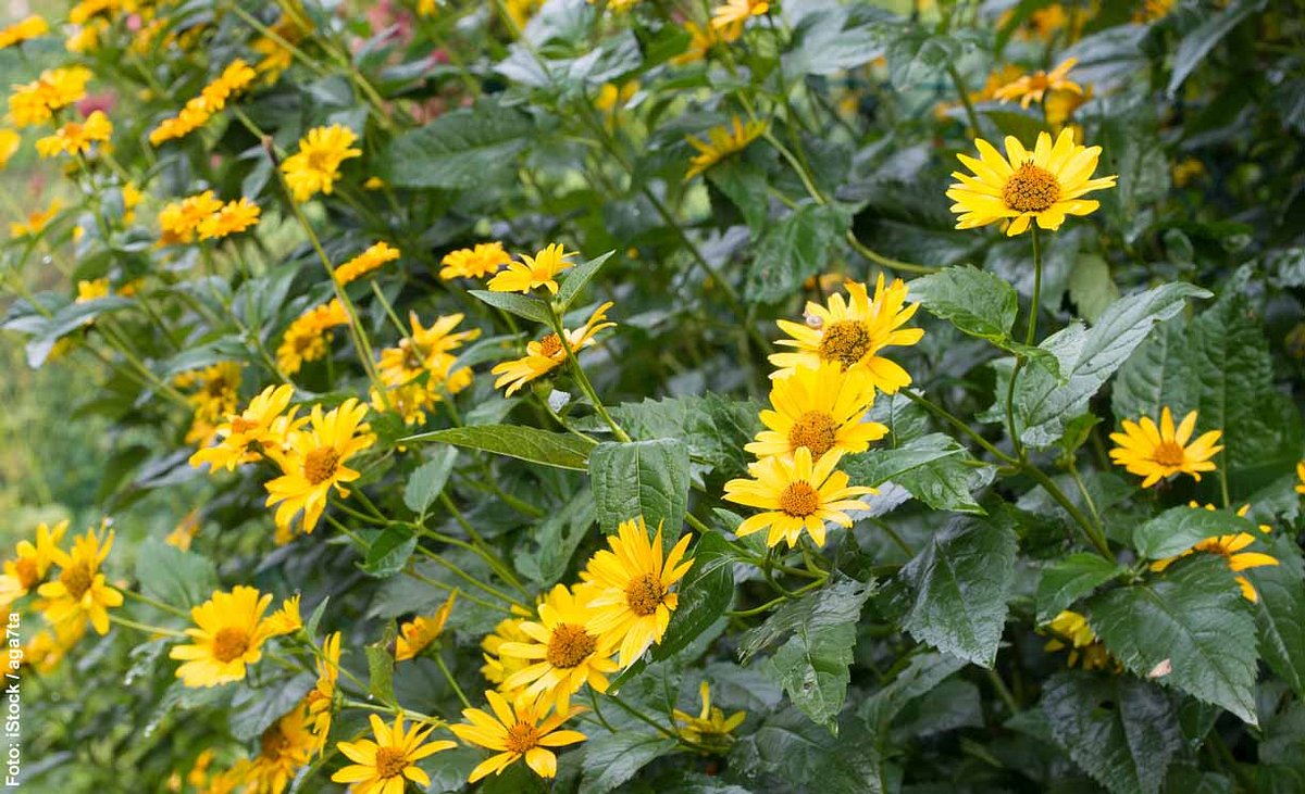 Gelbe Topinambur-Blüten