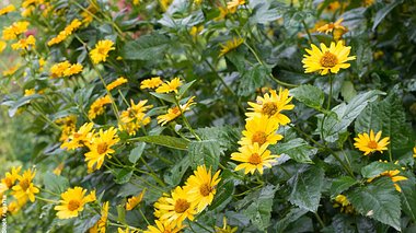 Gelbe Topinambur-Blüten - Foto: iStock / aga7ta