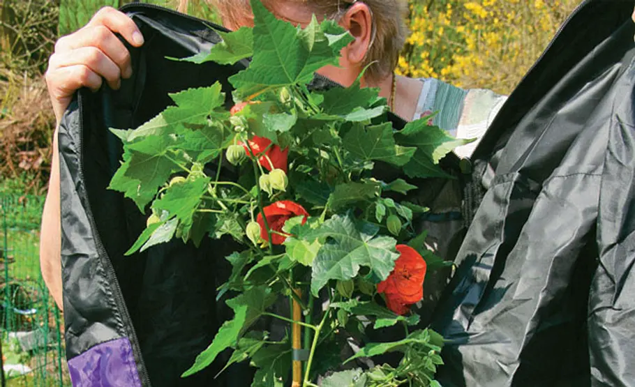 Pflanzen kaufen: Transport Pflanzen kaufen