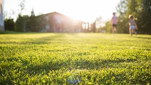 Trockenrasen: Unsere Empfehlungen für Grassamen für sonnige Standorte - Foto: iStock/ Natalia Bodrova