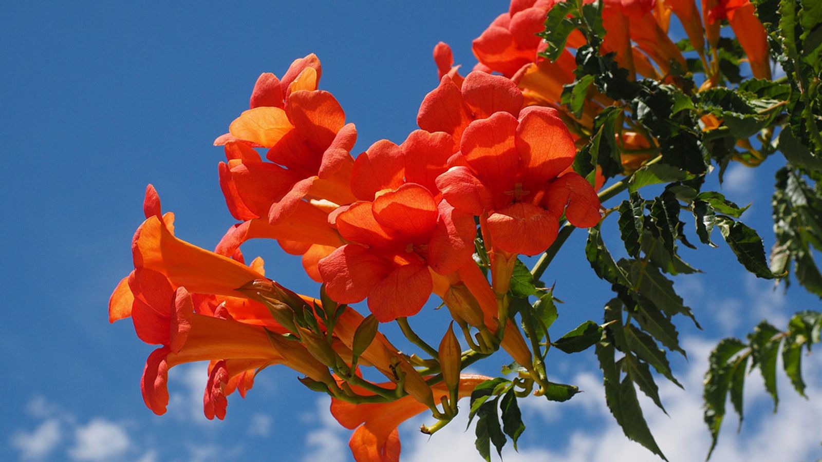 Trompetenblumen pflanzen, pflegen und vermehren | Selbst