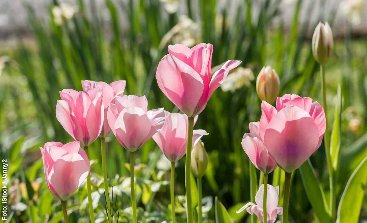 Rosa Tulpen auf einer Wiese