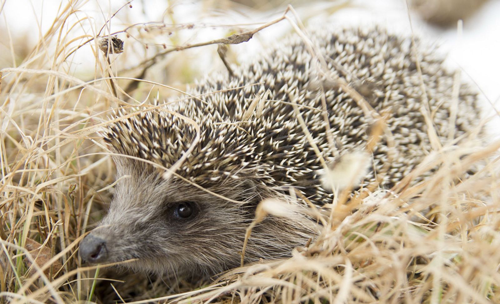 Igel gefunden Was tun? selbst.de