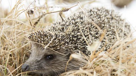 Igel im Garten - Foto: kulikovskaia/Welzhofer