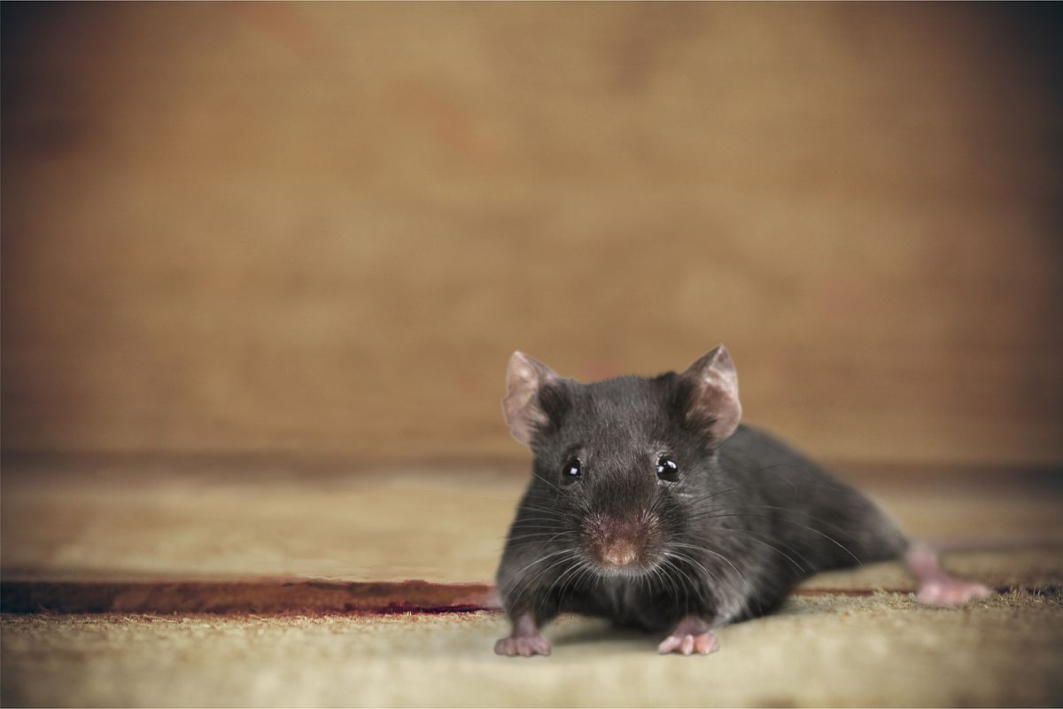 Maus hört Ultraschall gegen Mäuse