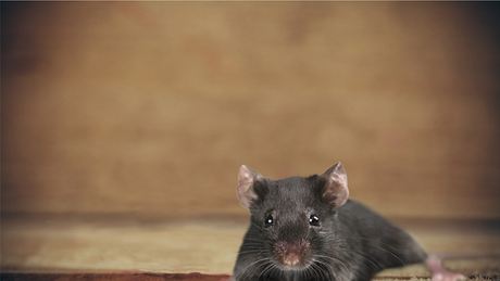 Maus hört Ultraschall gegen Mäuse - Foto: istock/artisteer