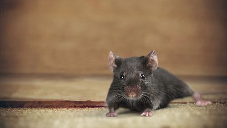 Maus hört Ultraschall gegen Mäuse - Foto: istock/artisteer