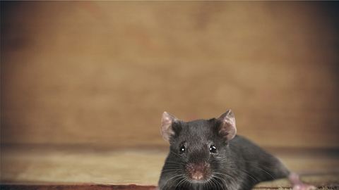 Maus hört Ultraschall gegen Mäuse - Foto: istock/artisteer