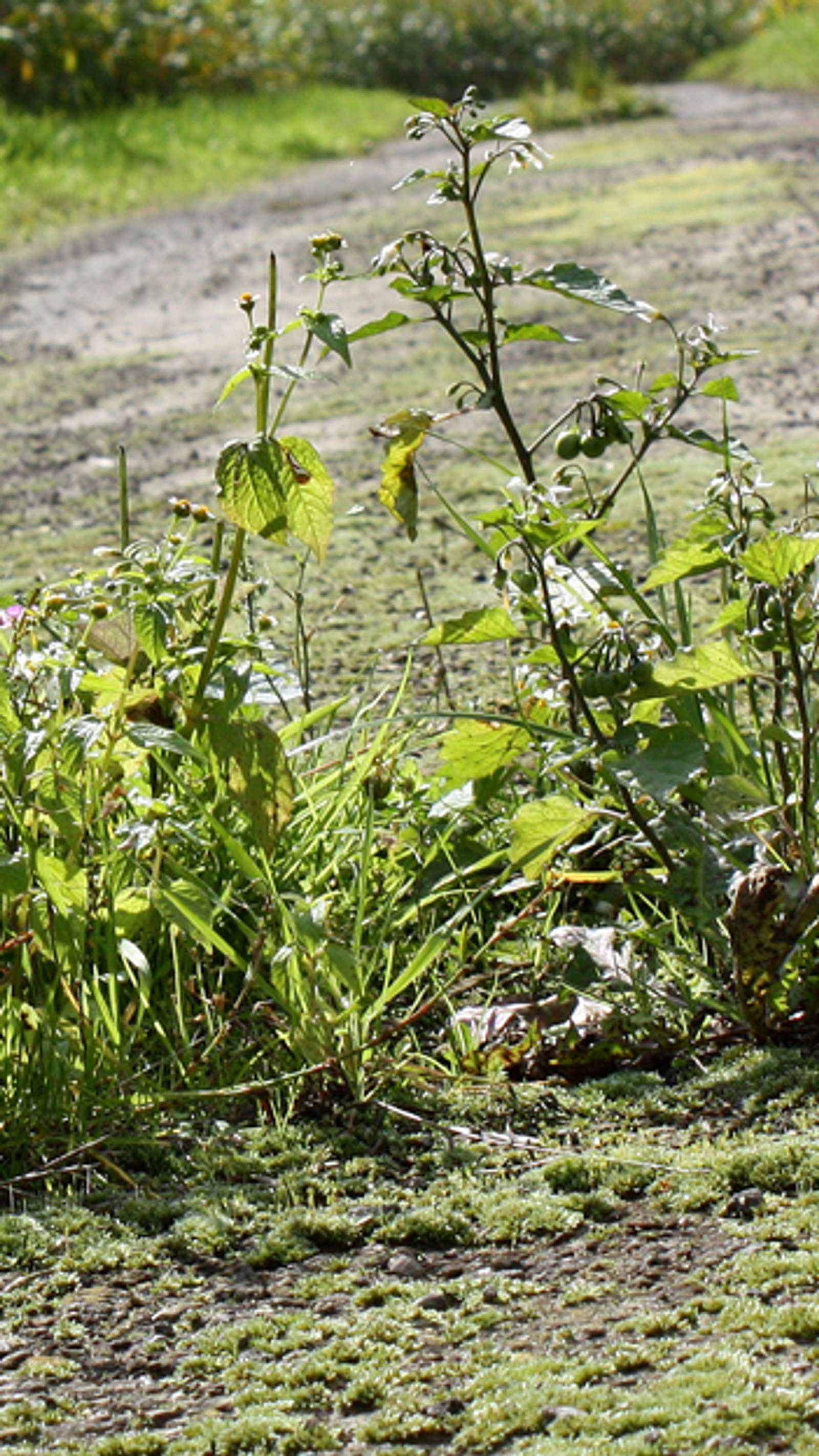 portugiesischer kirschlorbeer 60 80 Portugiesischer Kirschlorbeer Angustifolia Höhe 60-80 cm Ballenware main image 1