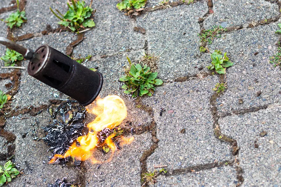 Unkrautbrenner auf Basis von Campinggas Mit einem Unkrautbrenner werden Unkräuter abgeflammt, die in den Fugen einer Pflasterfläche wachsen