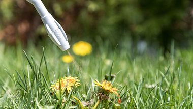 Rasen: Unkrautvernichter - Foto: iStock/Onfocus