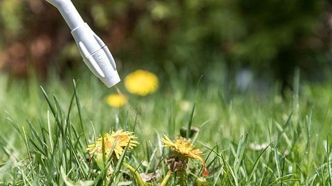 Rasen: Unkrautvernichter - Foto: iStock/Onfocus