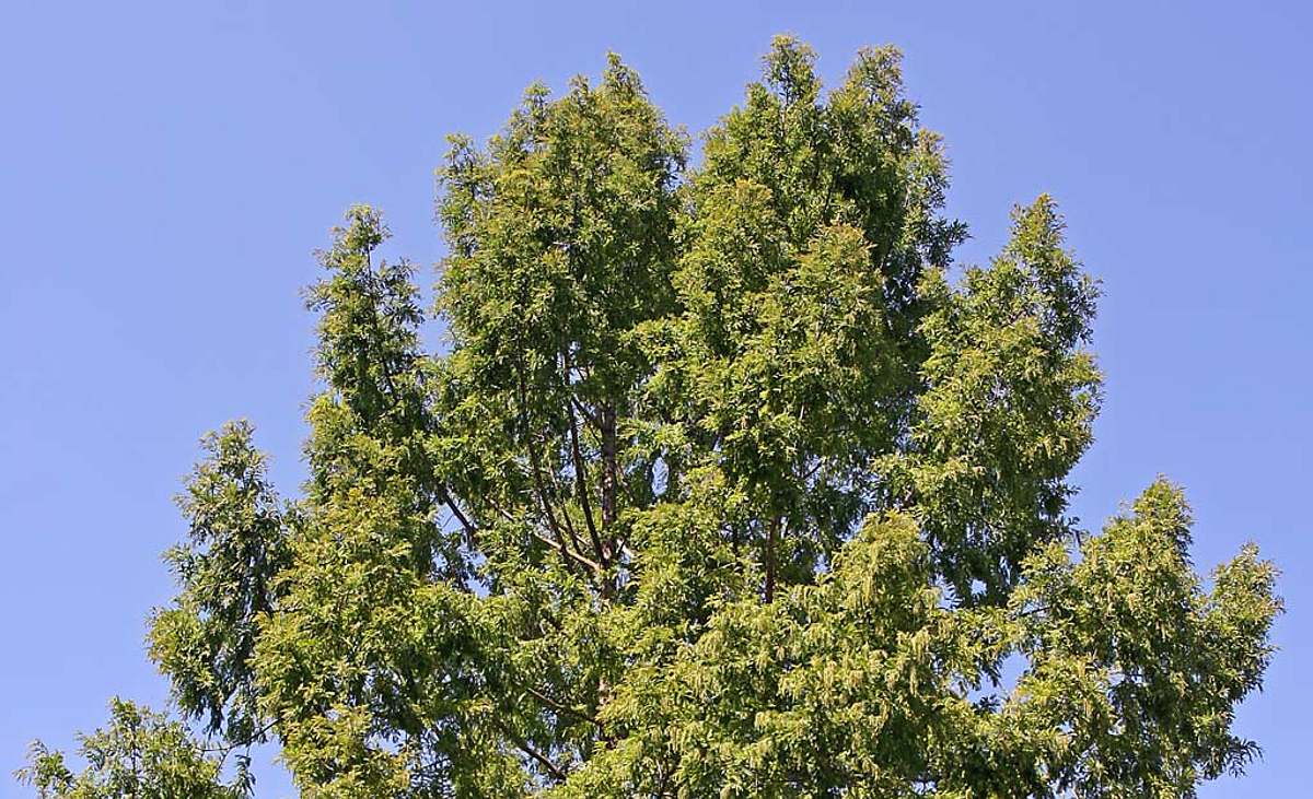 Urweltmammutbaum-Krone