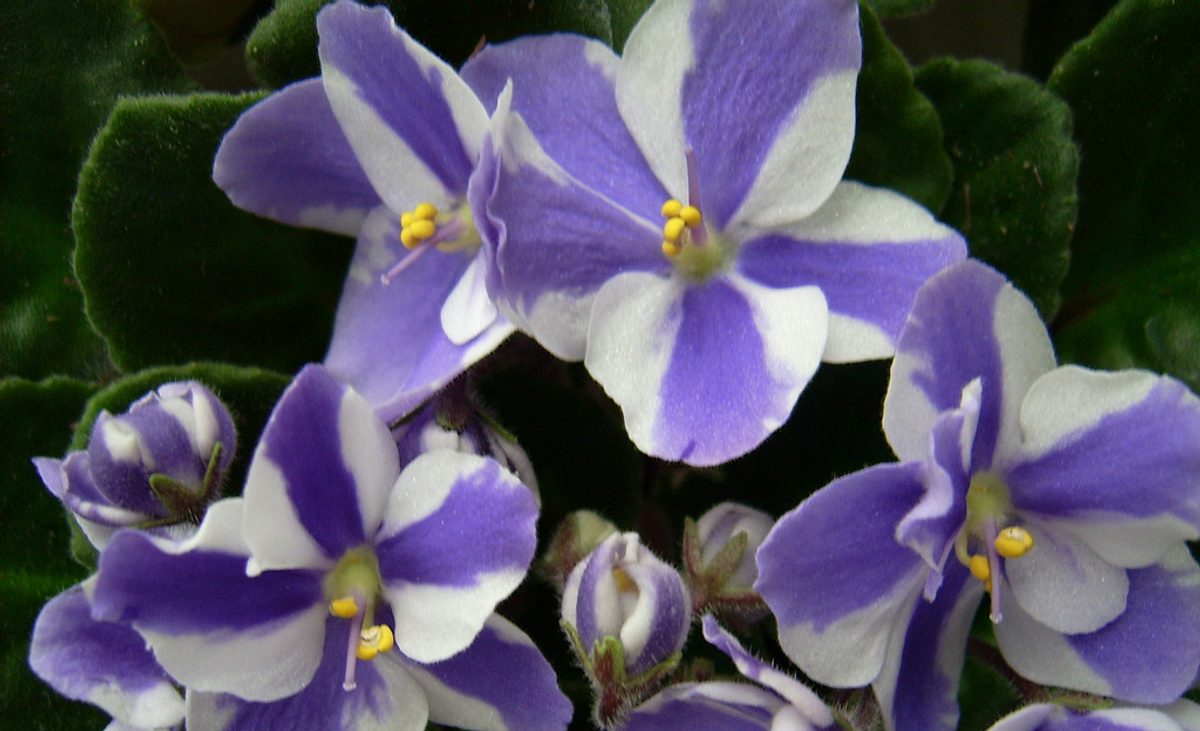 Zweifarbiges Usambaraveilchen: Weiß und violett