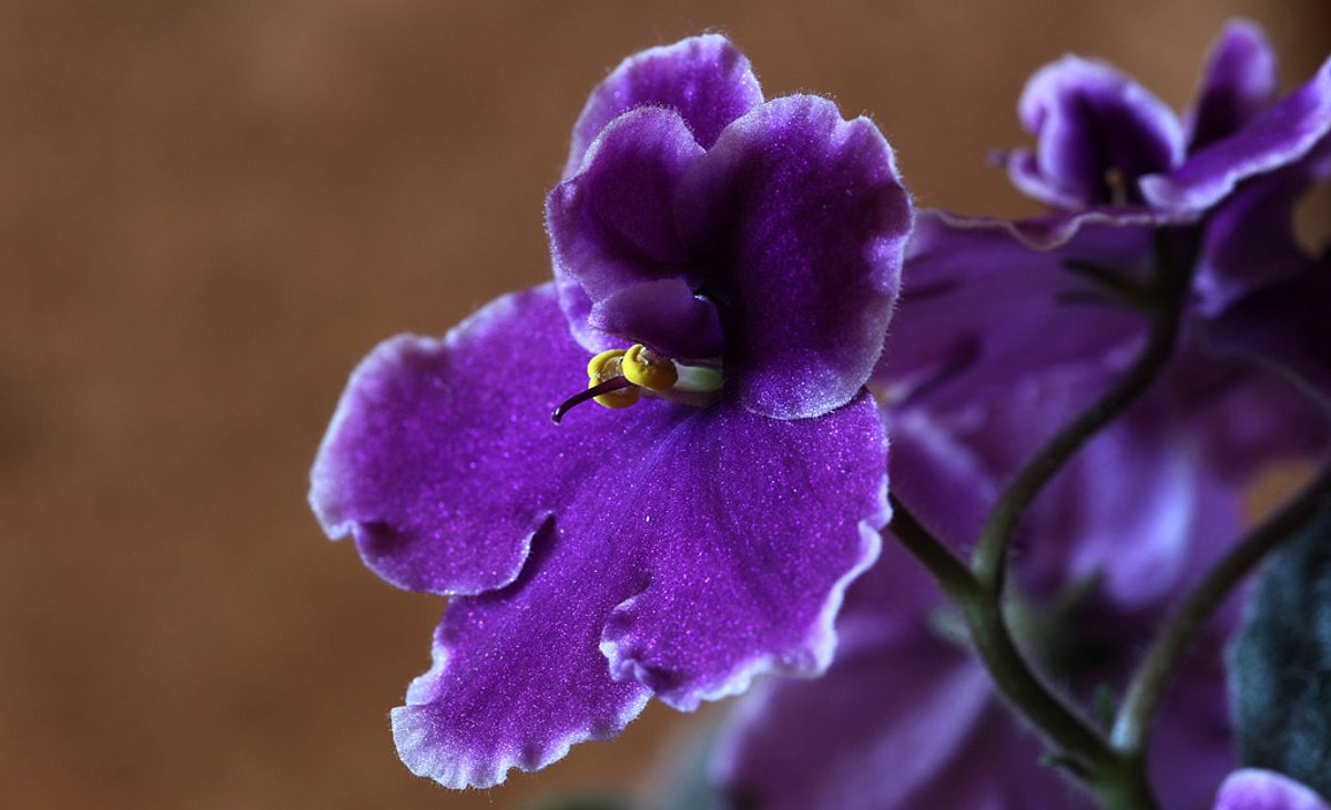 Usambaraveilchen-Blüte mit violetten Blättern