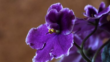 Usambaraveilchen-Blüte mit violetten Blättern - Foto: Kourilek / Pixabay